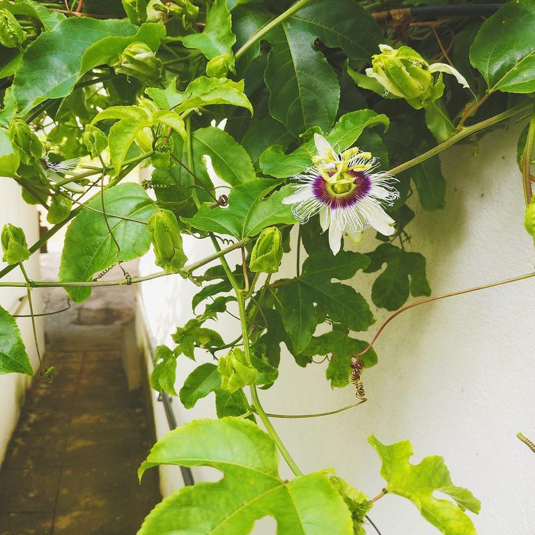 Jungle Guest House 高尔 外观 照片