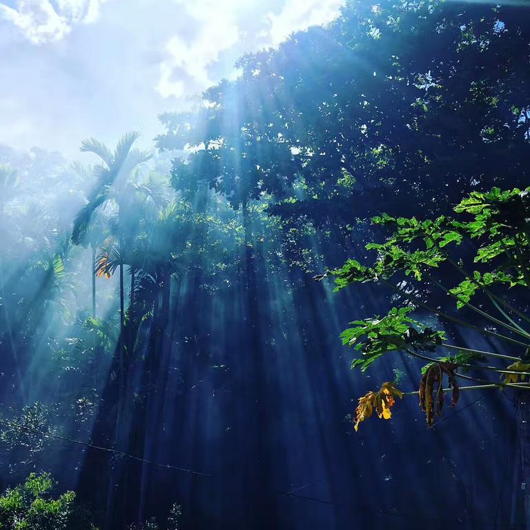 Jungle Guest House 高尔 外观 照片